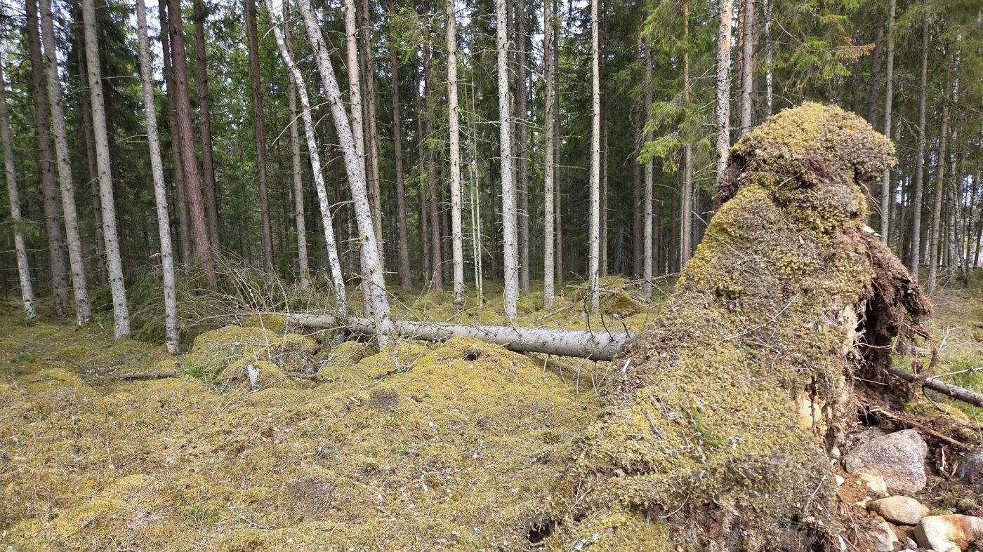Blandskog med gran, tall och björk